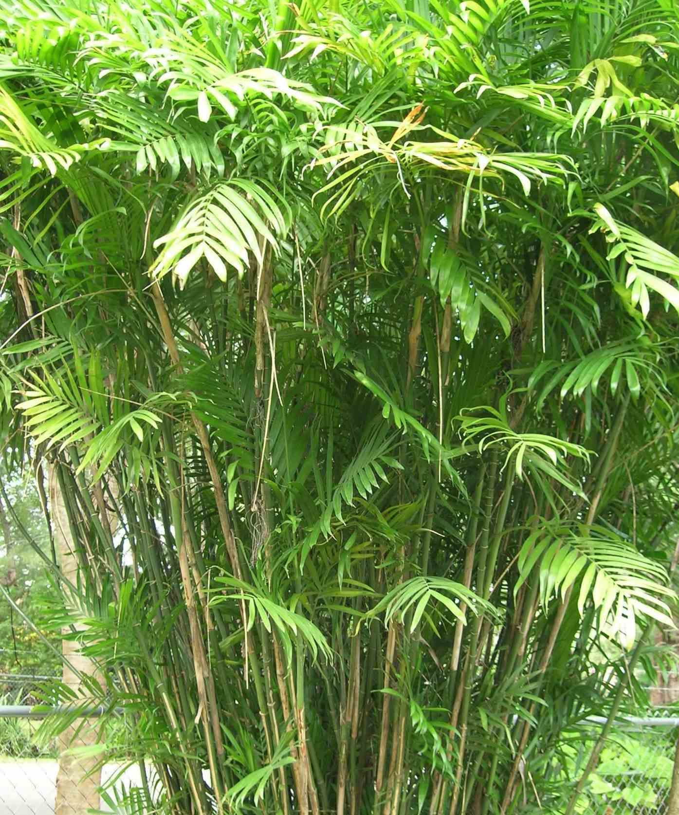 Chamaedorea seifrizii (palmier nain de seifriz) taille pot de 10l 140/150cm