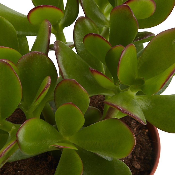 Succulente Arbre de Jade Crassula ovata 12cm