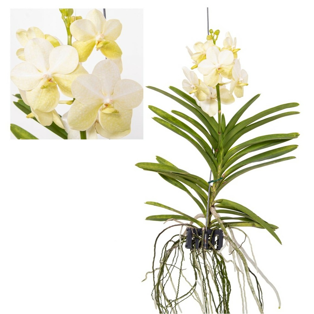 Vanda tayanee white - orchidée tropicale - magnifique couleurs - hauteur 45-55cm