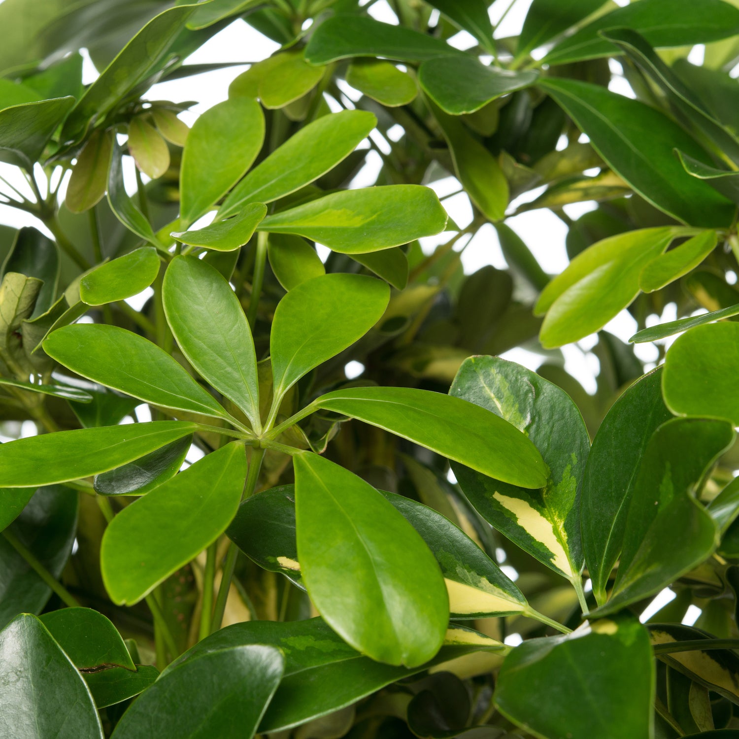 Vingersboom (Schefflera arboricola 'Compacta') D 27 H 120 cm