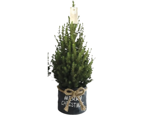 Suikerbroodspar in duozak FloraSelf H 60-70 cm D 17 cm
