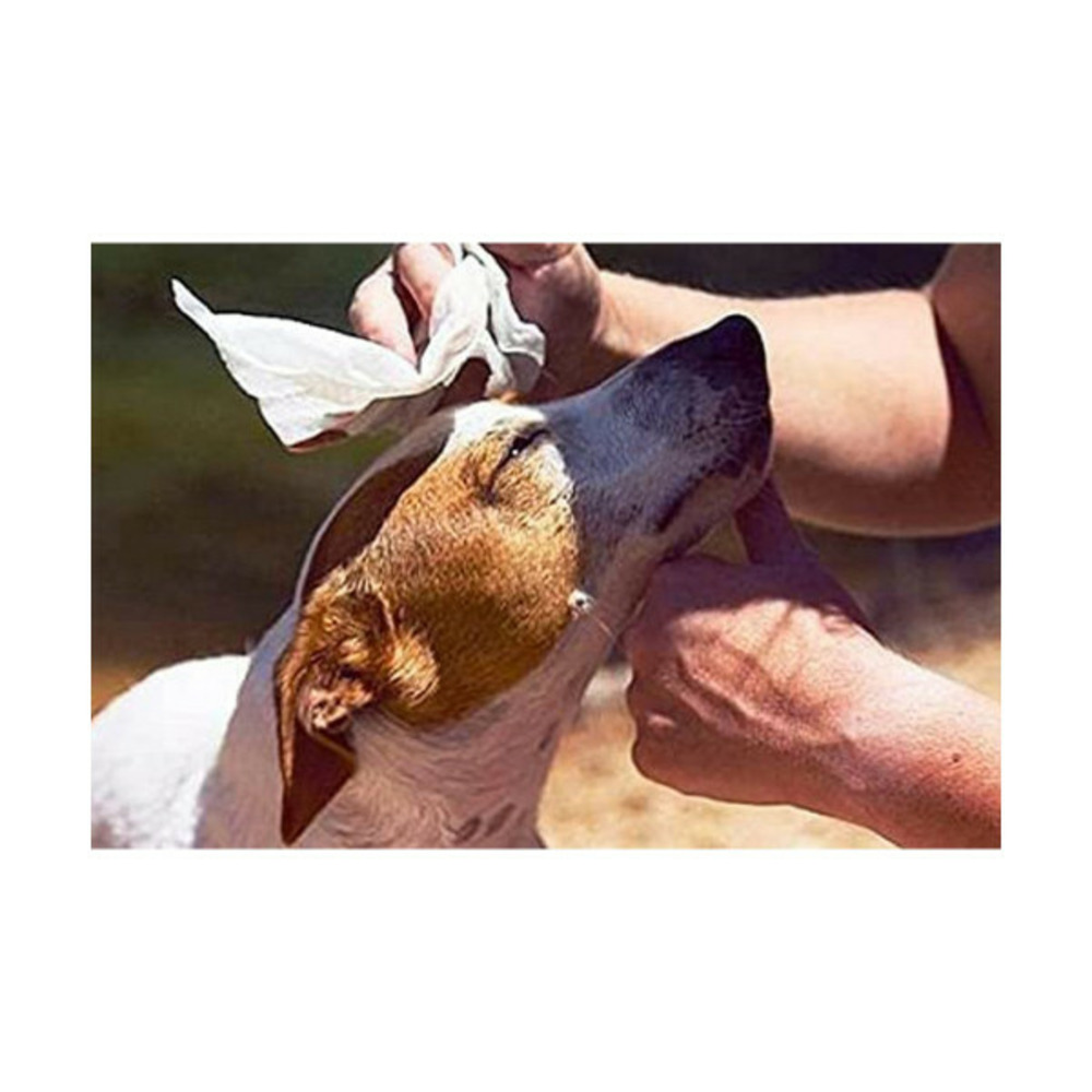 Lingettes humides pour animaux domestiques xl 40 uds 30 x 20 cm
