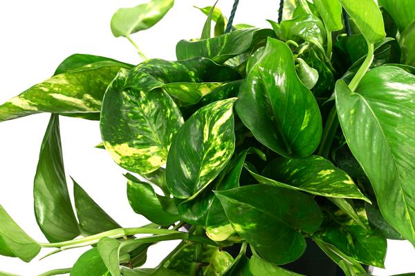 Efeutute - Epipremnum aureum 'Torro', Ampel