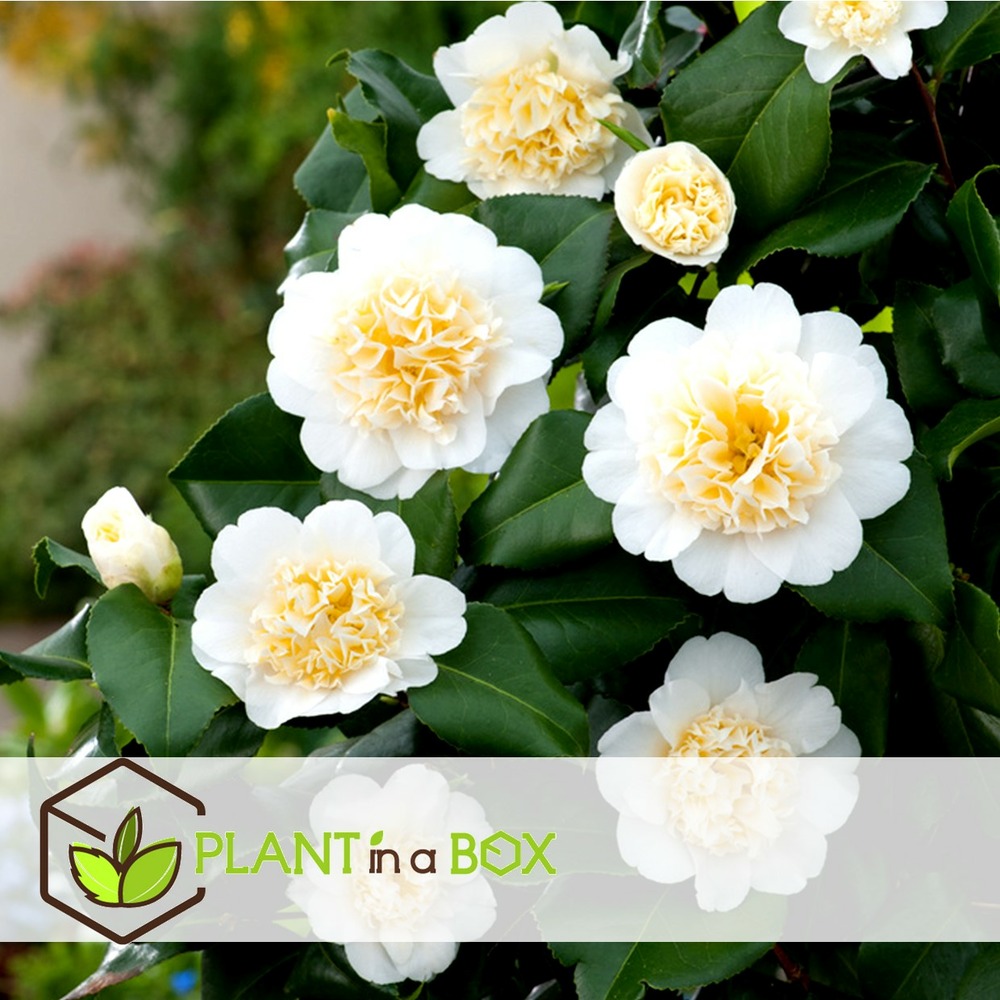 Camellia japonica - mélange de 3 - rouge,blanc,rose - pot 9cm - hauteur 25-40cm
