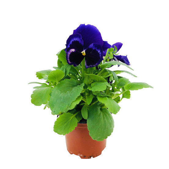 Pensée : pot Ø 10,5 cm - Coloris variables