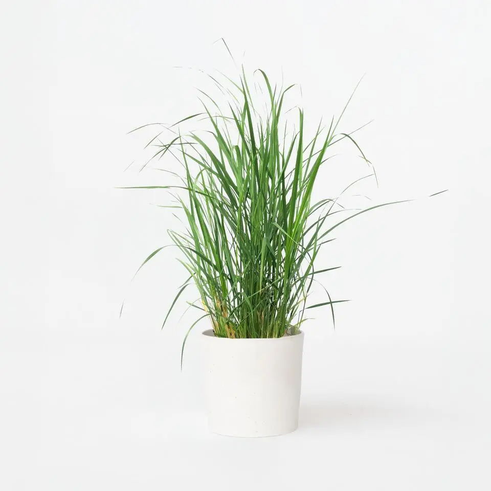 Vingergras - Panicum virgatum 'Heavy Metal' - Hoogte 40-60cm - ⌀23cm