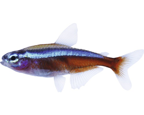 Rode Neon Tetra - Paracheirodon axelrodi