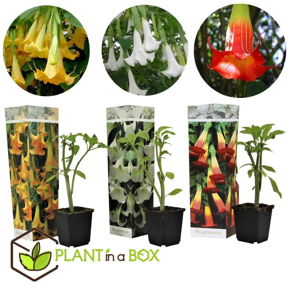 Engelentrompet - Set van 3 - Brugmansia - Hoogte 25-40cm - ⌀9cm