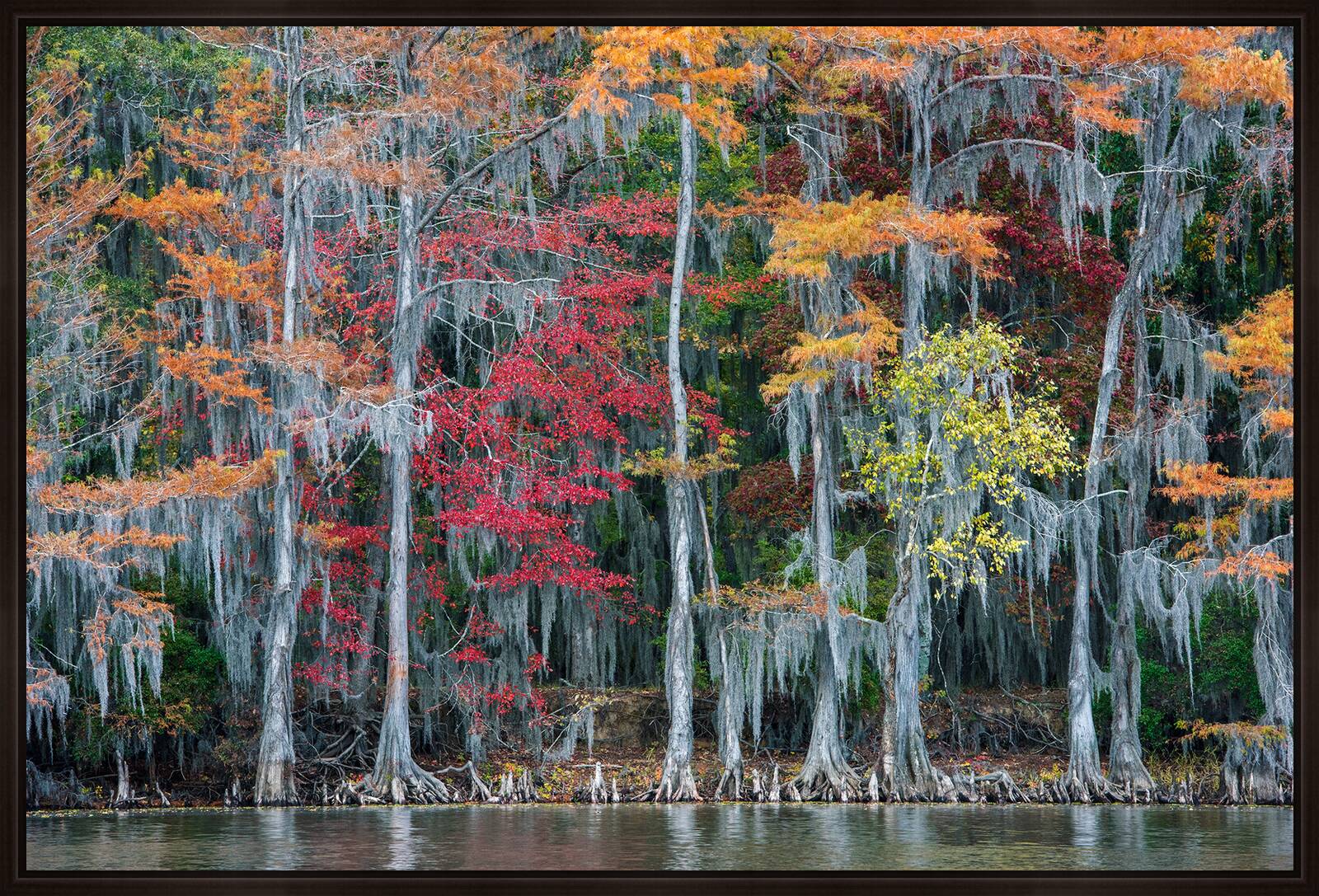 The Big Cypress Bayou by Georg Popp - Limited Edition. Edition of: 150. Signed.
