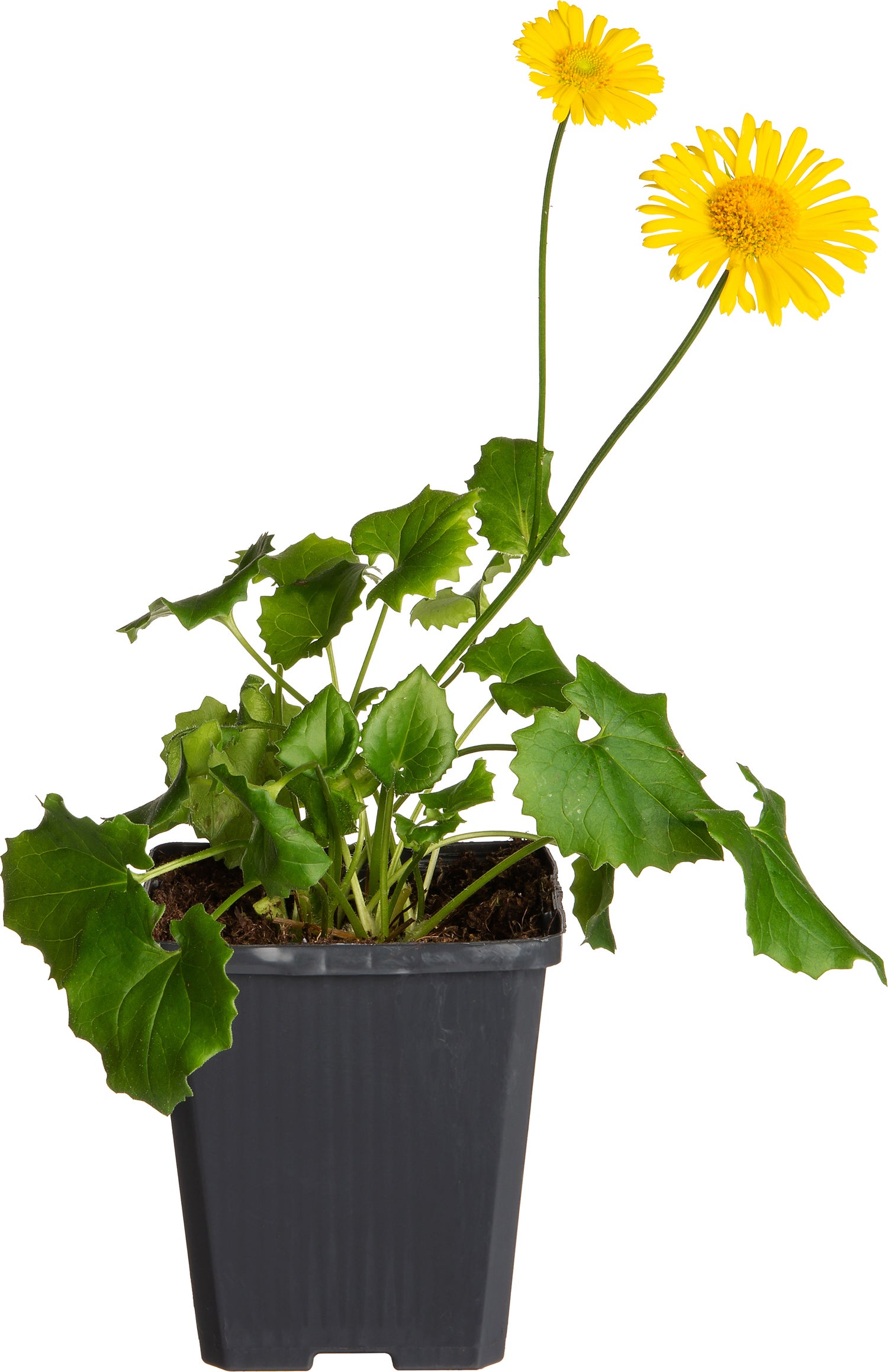 Voorjaarszonnebloem (Doronicum orientale 'Little Leo') D 9 H 15 cm