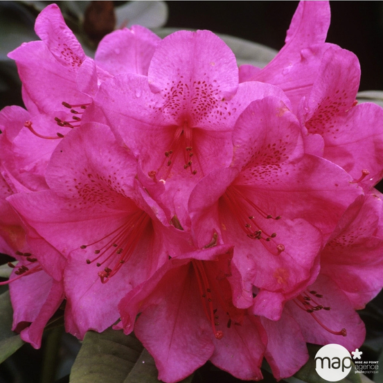 Rhododendron x 'Anna Rose Whitney' : H 40/50 cm, ctr 7 litres