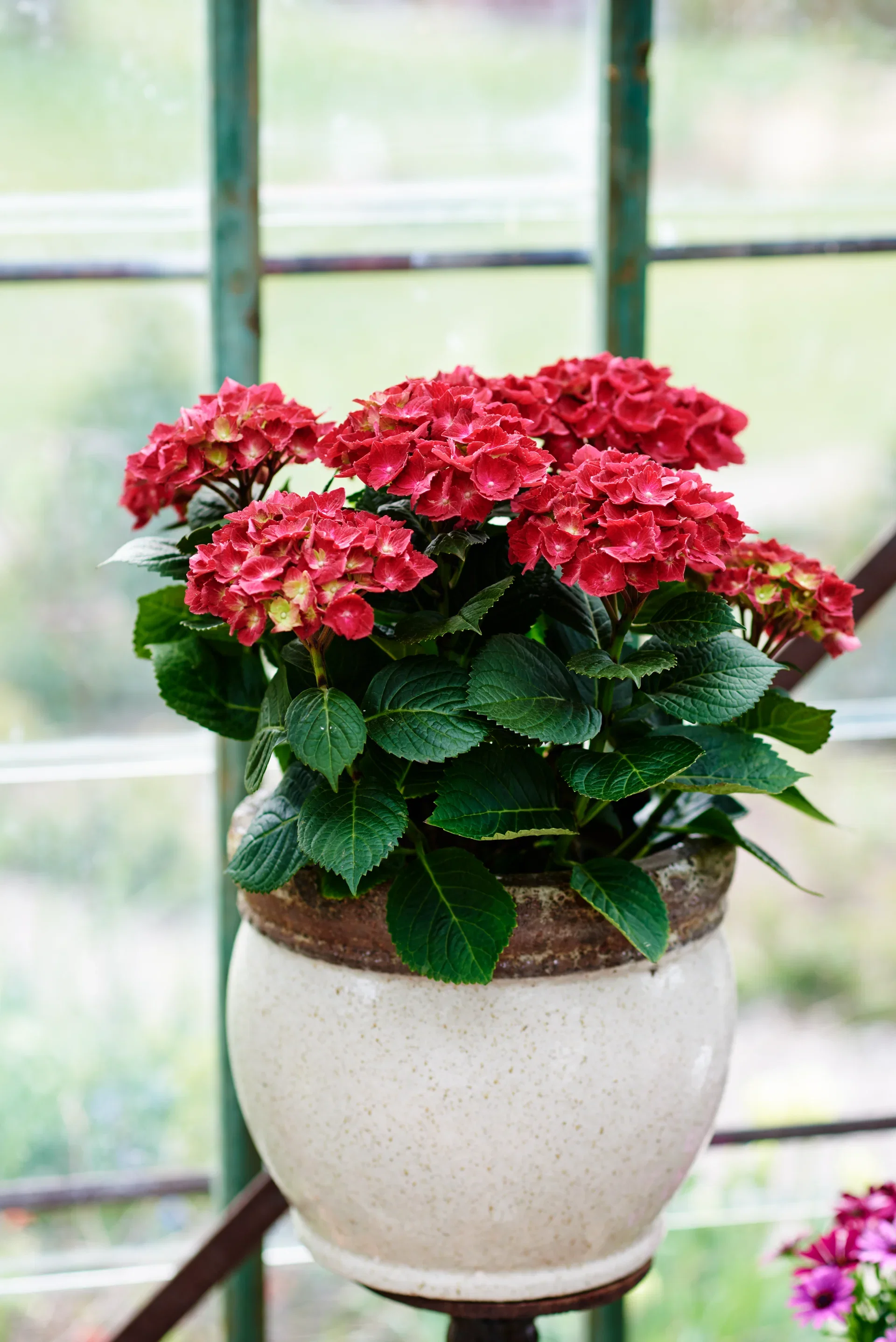 Hydrangea macrophylla Hortensia Ø21 cm