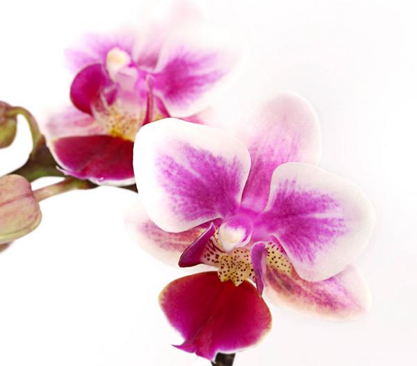 Schmetterlingsorchidee - Phalaenopsis 'Aqua