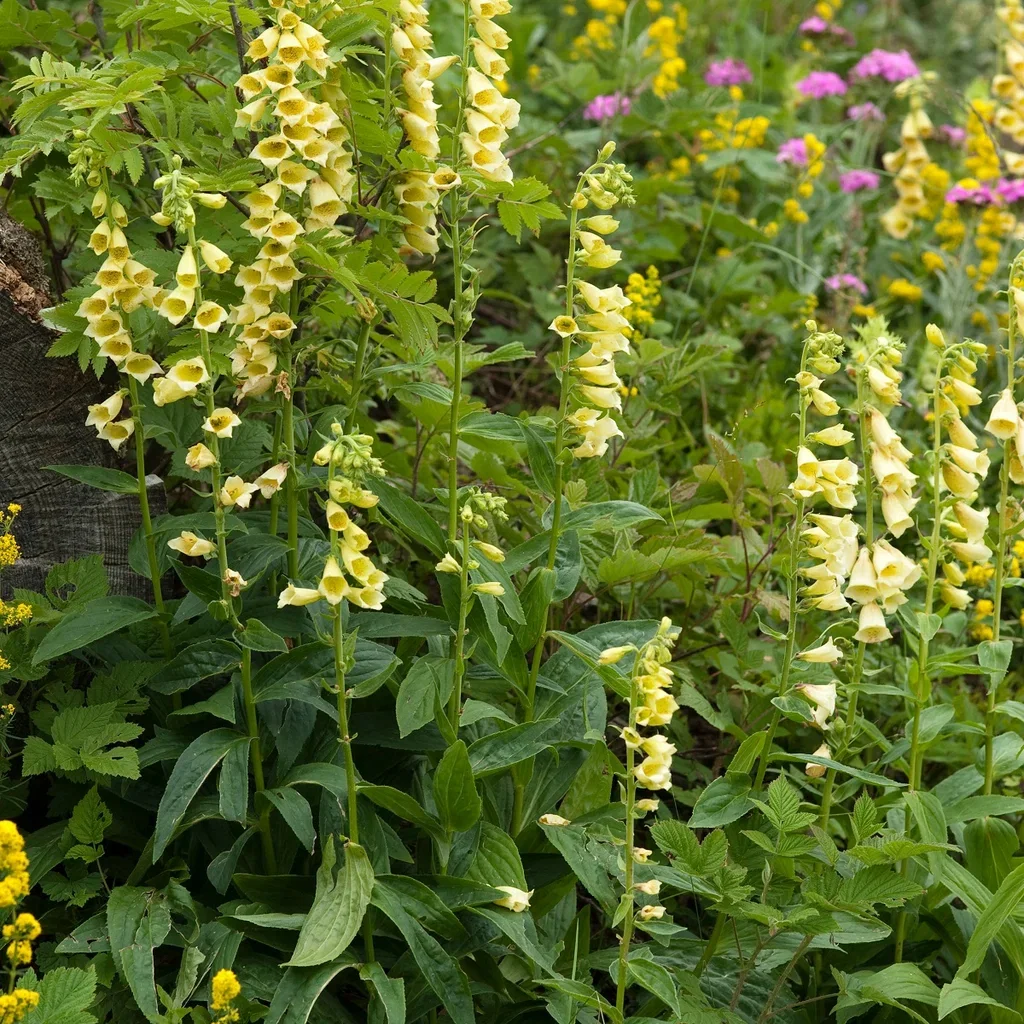 Digitalis grandiflora Storrevebjelle Ø11 cm