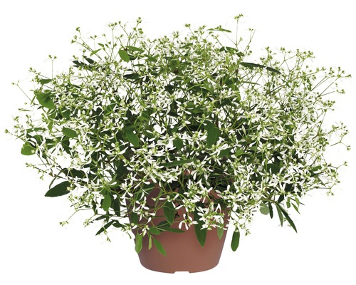 Magic Snow FloraSelf Euphorbia hypericifolia 'Diamond Frost' Ø 12 cm pot