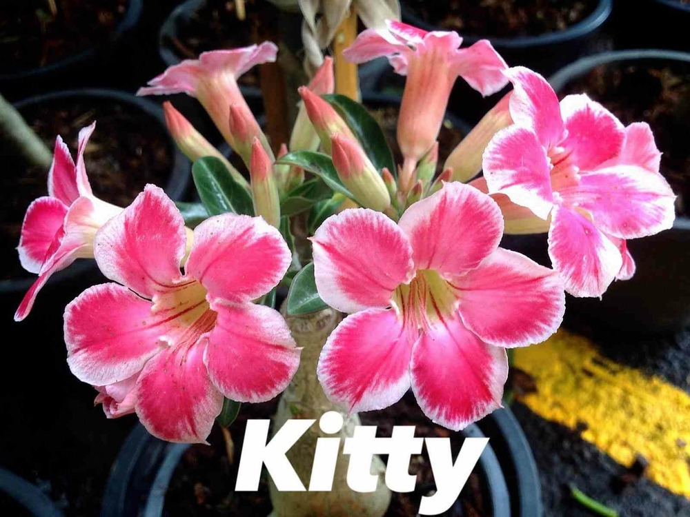 Adenium obesum cv. Kitty blanc et rose - taille caudex d'environ 150g
