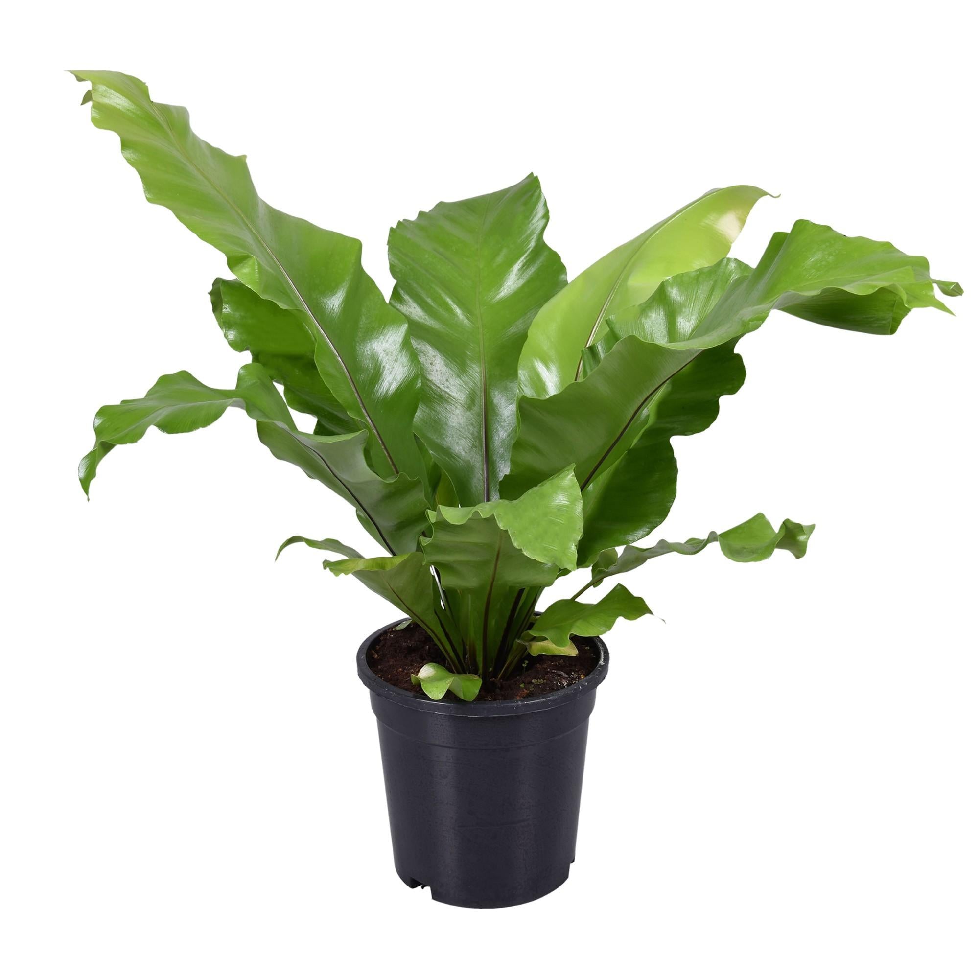 Plante d'intérieur - asplenium nidus 45.0cm