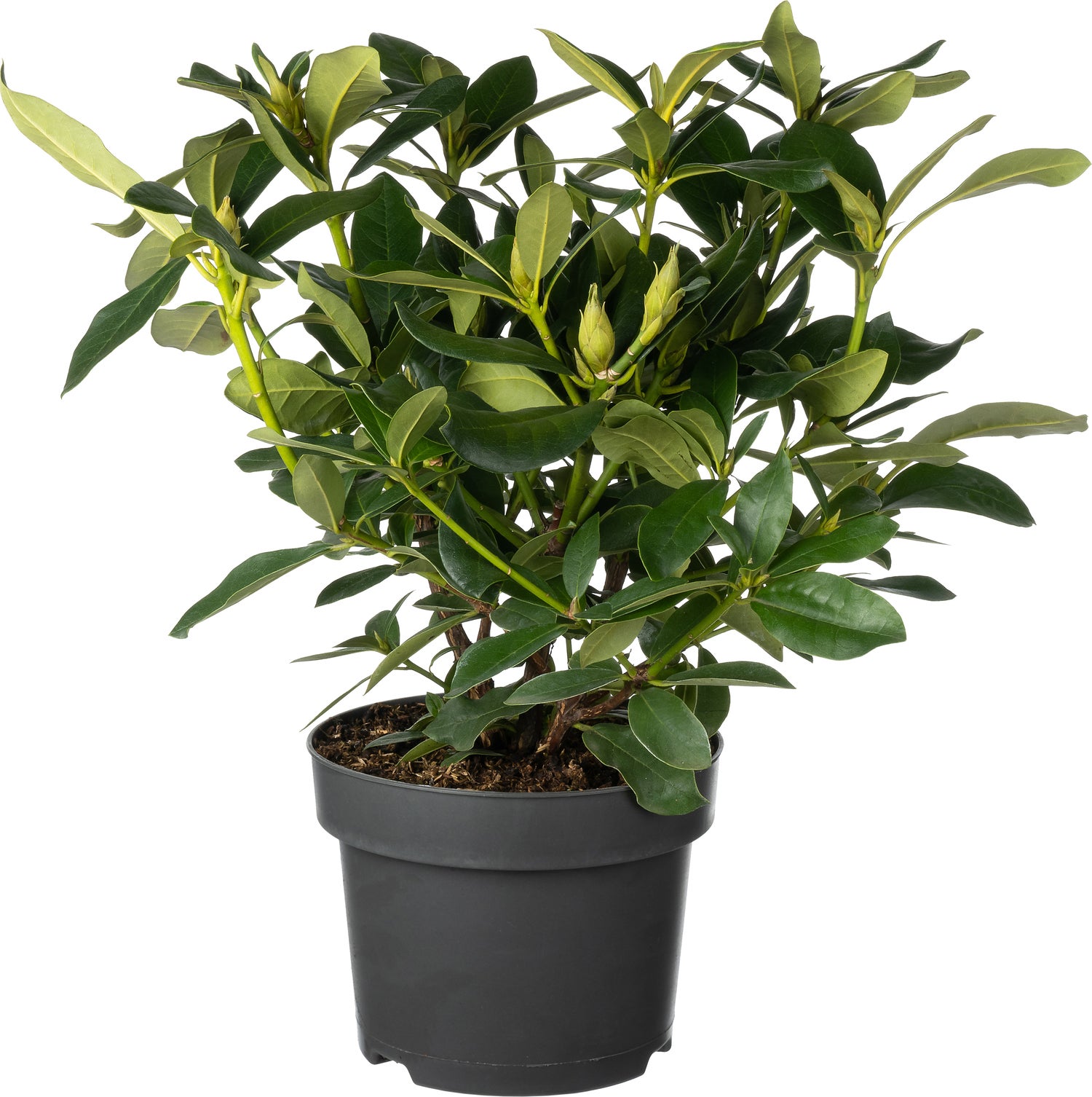 Rhododendron (Rhododendron 'Cunningham's White') D 23 H 40 cm
