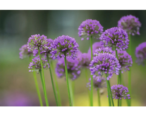 Sierui FloraSelf Allium 'Millenium' Co 3 L