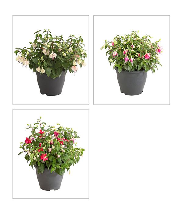 Fuchsie, verschiedene Sorten