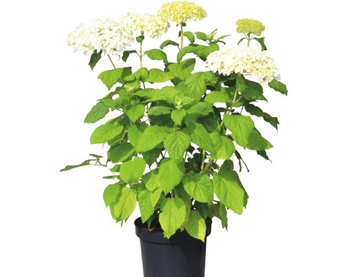 Bolhortensia 'Annabelle'e FloraSelf Hydrangea arborescens 'Annabelle' H 50-60 cm Co 5 L