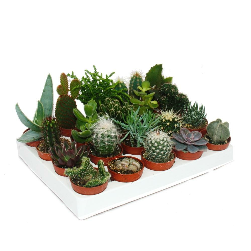 Cactus et succulentes - starter set xxl - 20 plantes différentes dans un pot de 5,5 cm