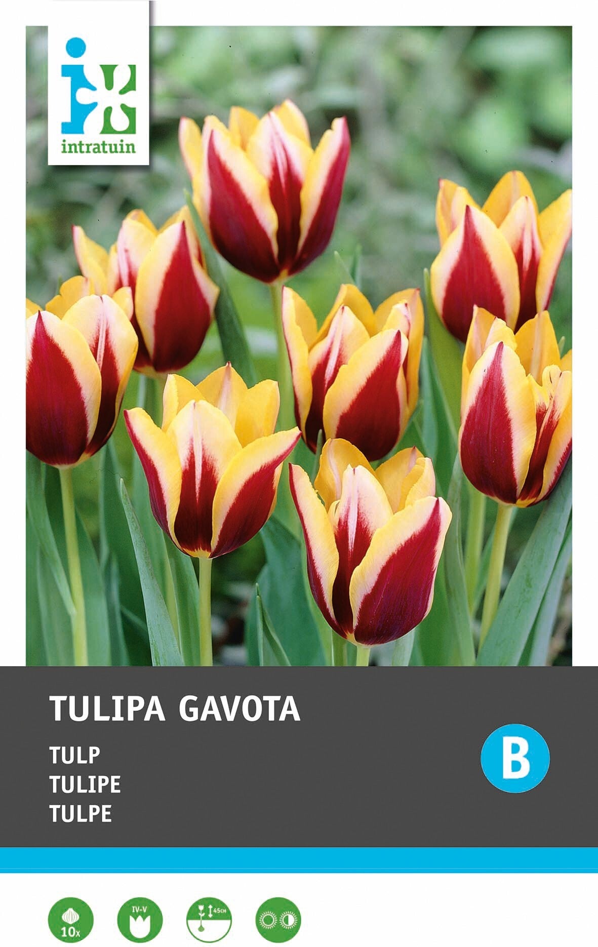 Intratuin bloembollen Tulp (Tulipa 'Gavota')10 stuks