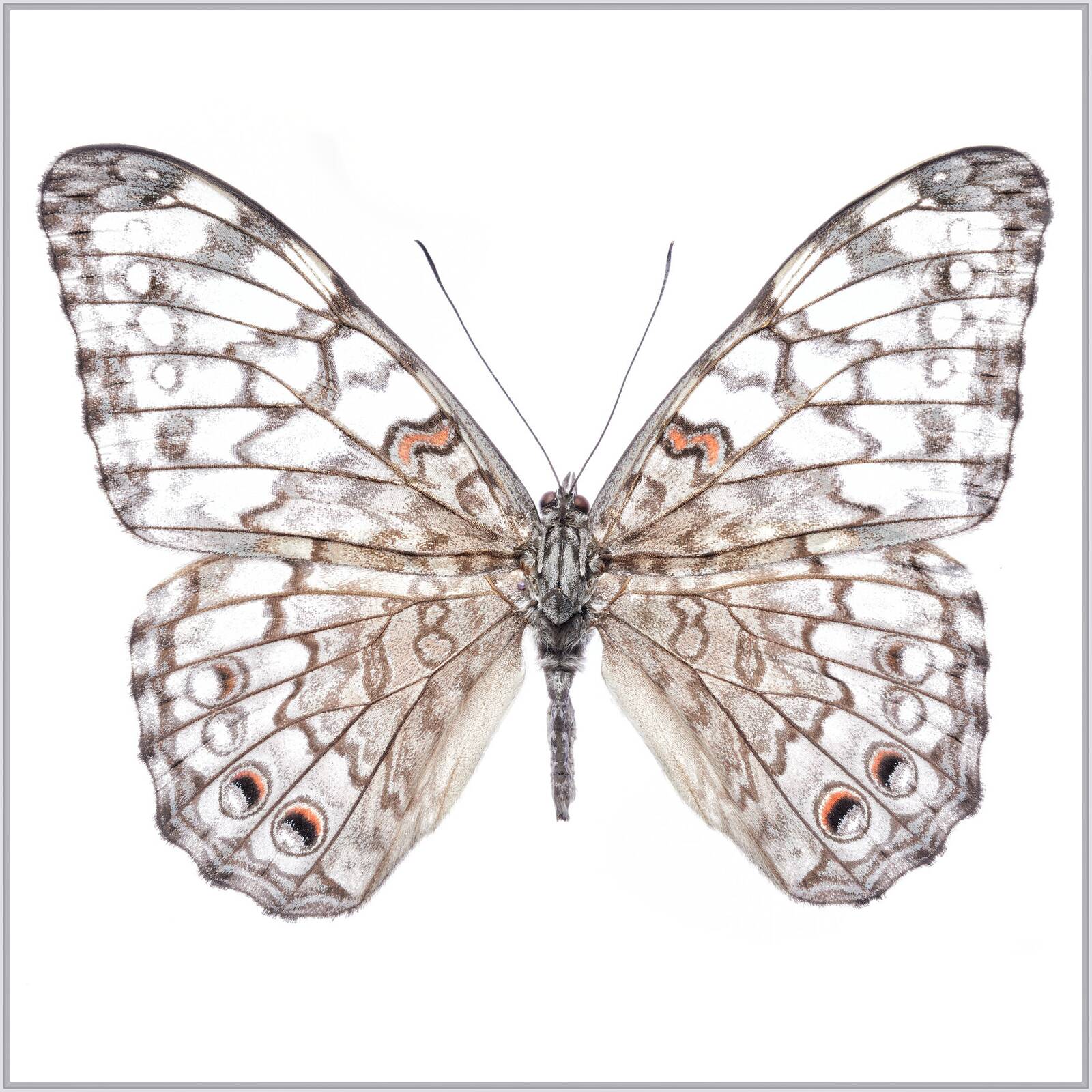 Butterfly VI by Heiko Hellwig - Limited Edition. Edition of: 150. Signed.