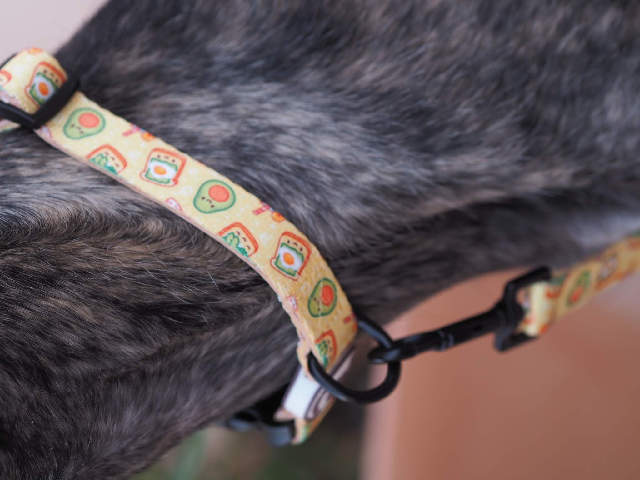 Coleira para cachorro de café da manhã