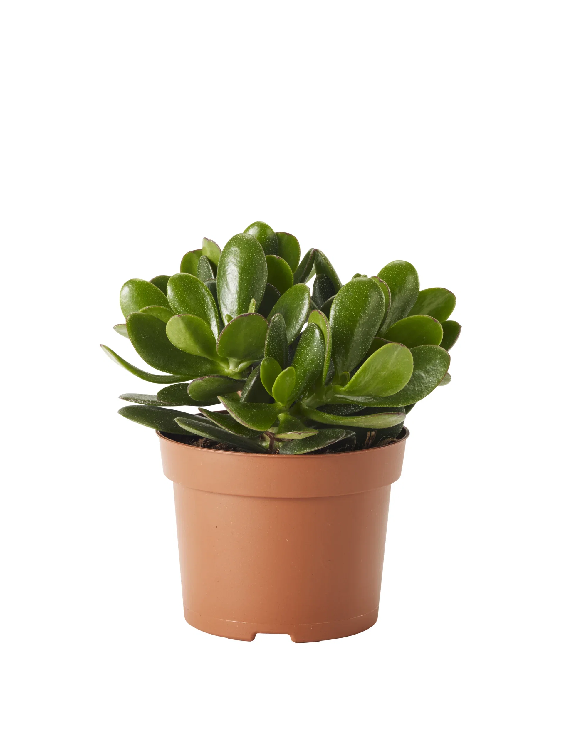 Crassula MAGICAL TREE ('Magical') Pengetre 'Magical Tree' Høyde 18 cm