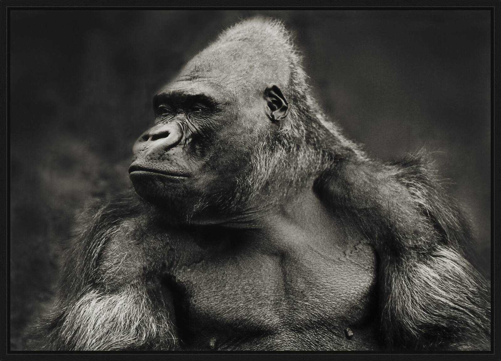 Gorilla by Horst Klemm - Limited Edition. Edition of: 100. Signed.