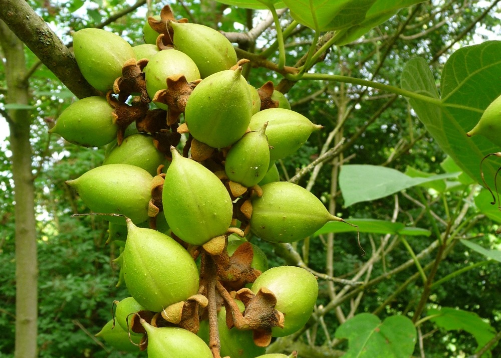 Arbre impérial - 200 graines - avec substrat - paulownia tomentosa