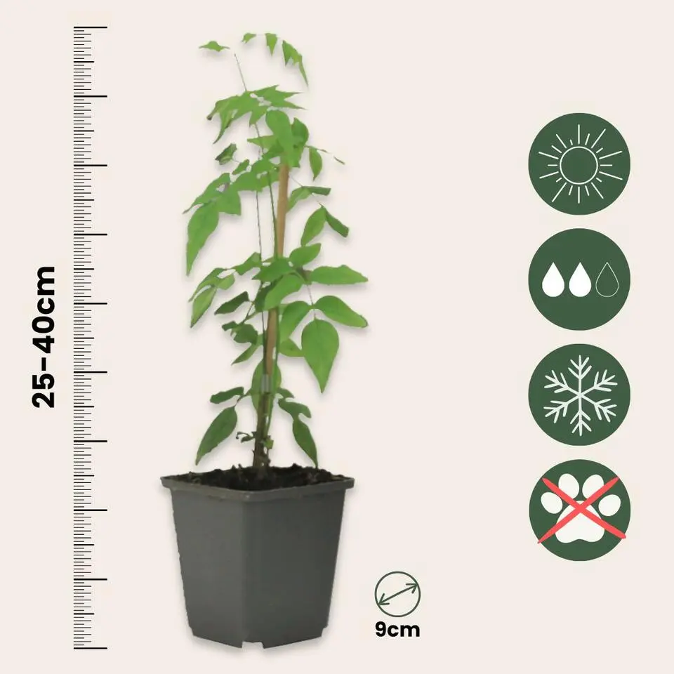 Jasmijn - Set van 6 - Jasminum 'Officinale' - Hoogte 25-40cm - ⌀9cm