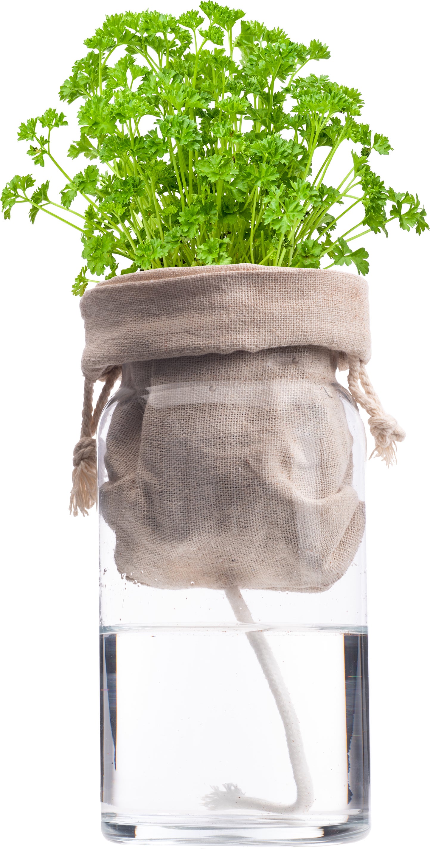 Florex Biologische kruidenset Peterselie (Petroselinum crispum) zelf bewaterend