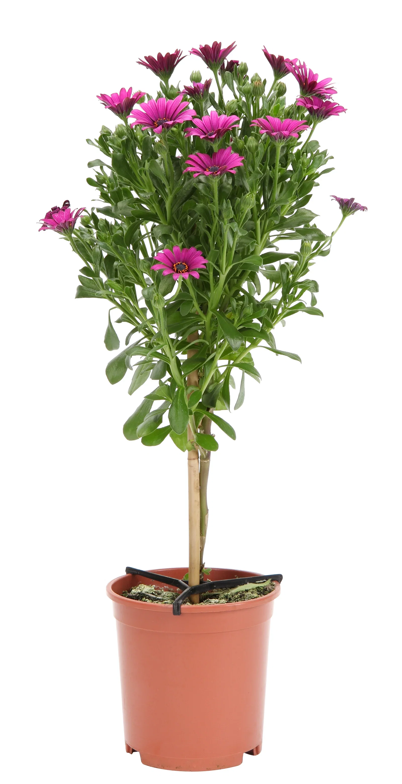 Osteospermum ecklonis Spansk margeritt oppstammet Ø19 cm