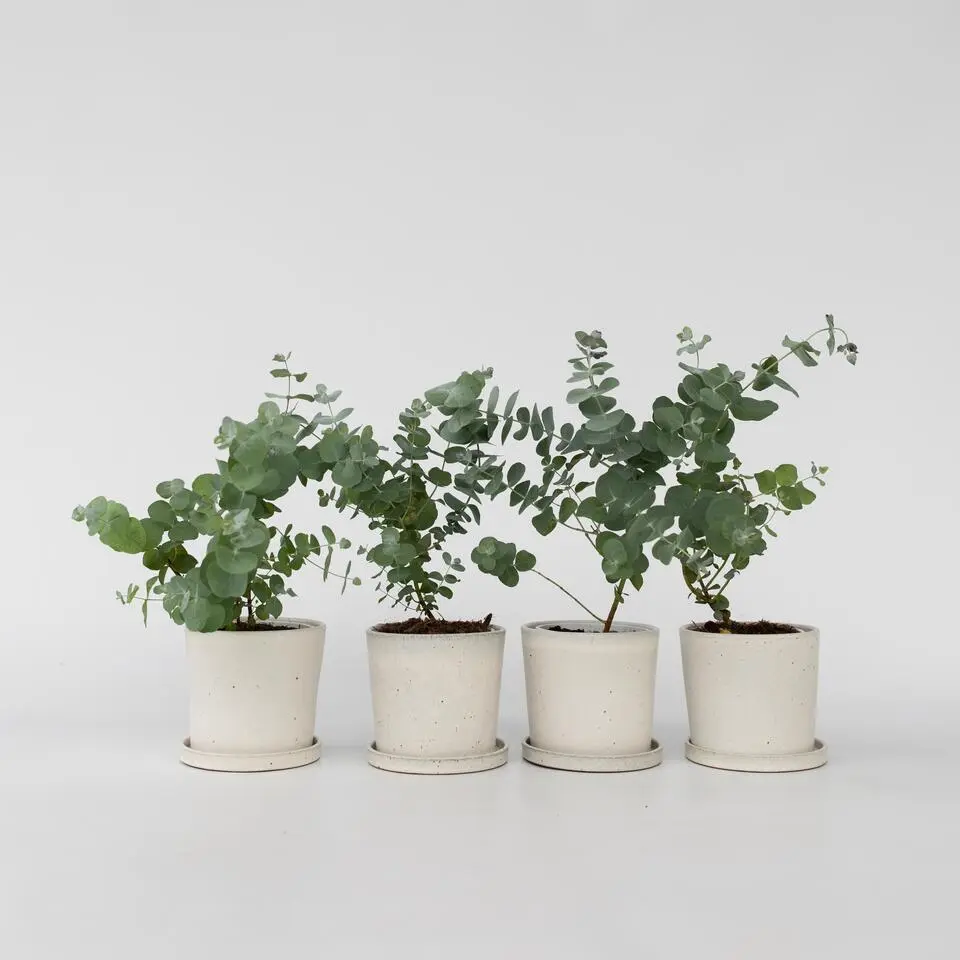 Gomboom - Set van 4 - Eucalyptus 'Pulverulenta' - Hoogte 25-40cm - ⌀12cm
