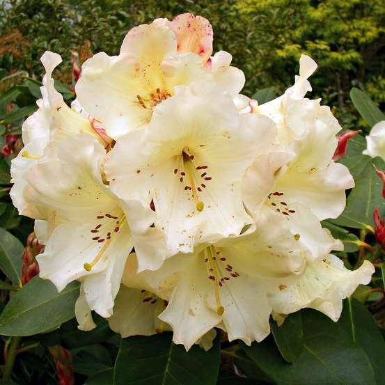 Rhododendron hybride : C15L H70/80cm - Variétés variables
