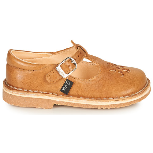 Aster - DINGO - Camel
