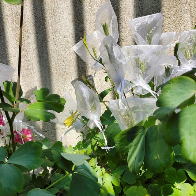 Små gaveposer med snor Organza 25-pak 7x9 cm Grå