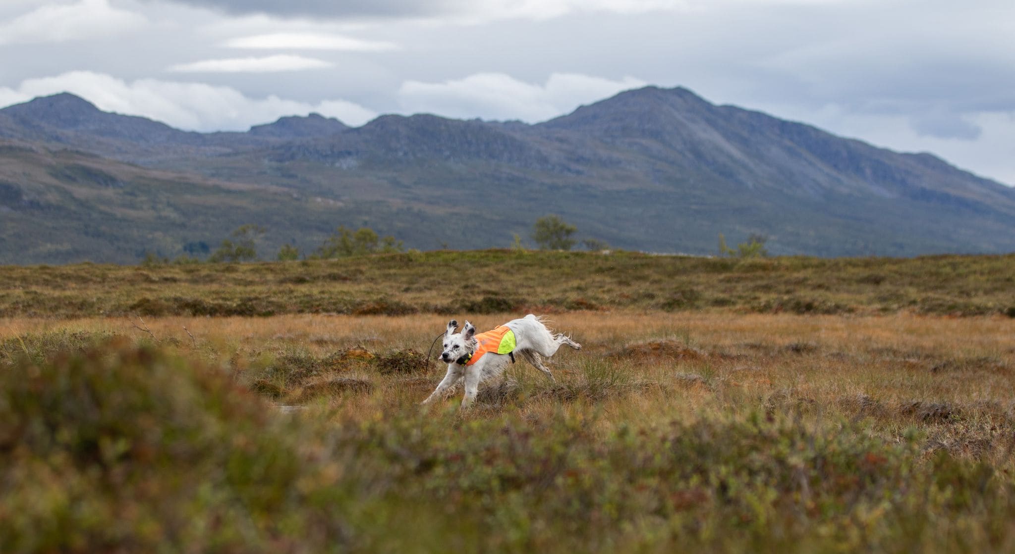 Non-Stop Dogwear Protector Cover<br>Gul på ene siden, rød på andre siden!