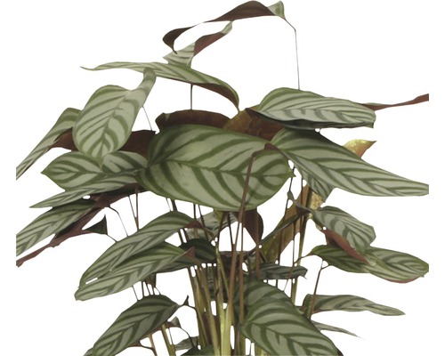 Calathea Mix (FloraSelf) H 80-85 cm Ø 17 cm pot, willekeurige variëteitselectie