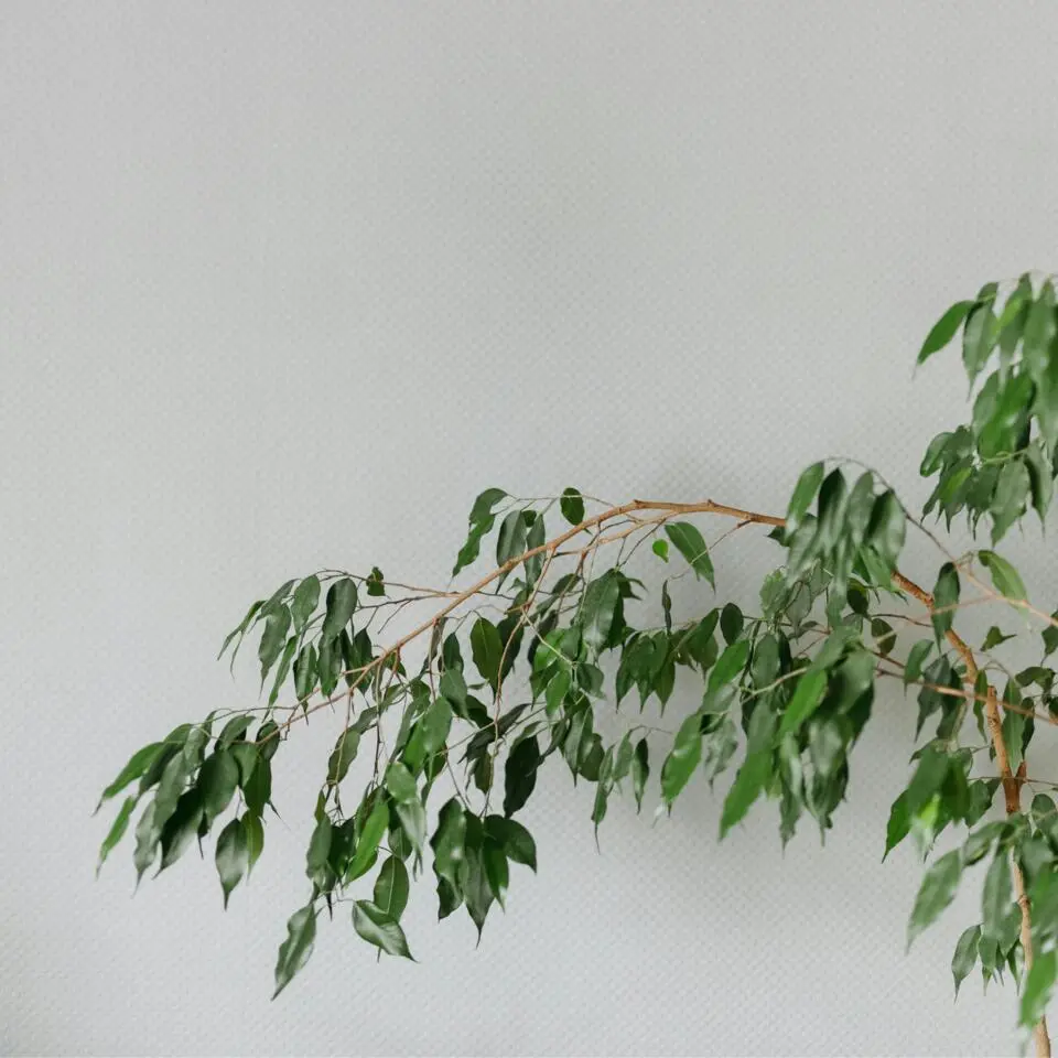 Treurvijg - Ficus benjamina 'Danielle' - Hoogte 100-110cm - ⌀21cm
