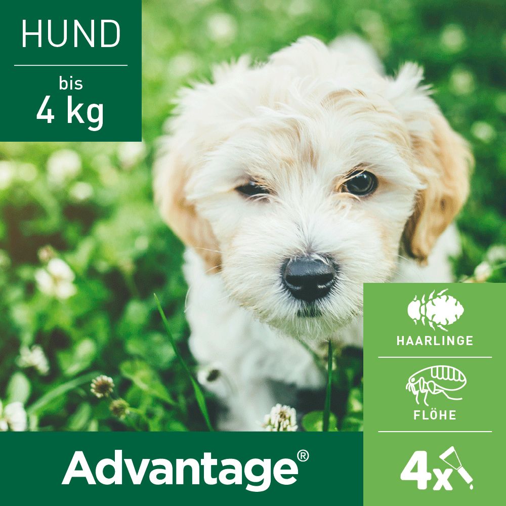 Advantage® 40 mg Spot-On für Hunde bis 4 kg