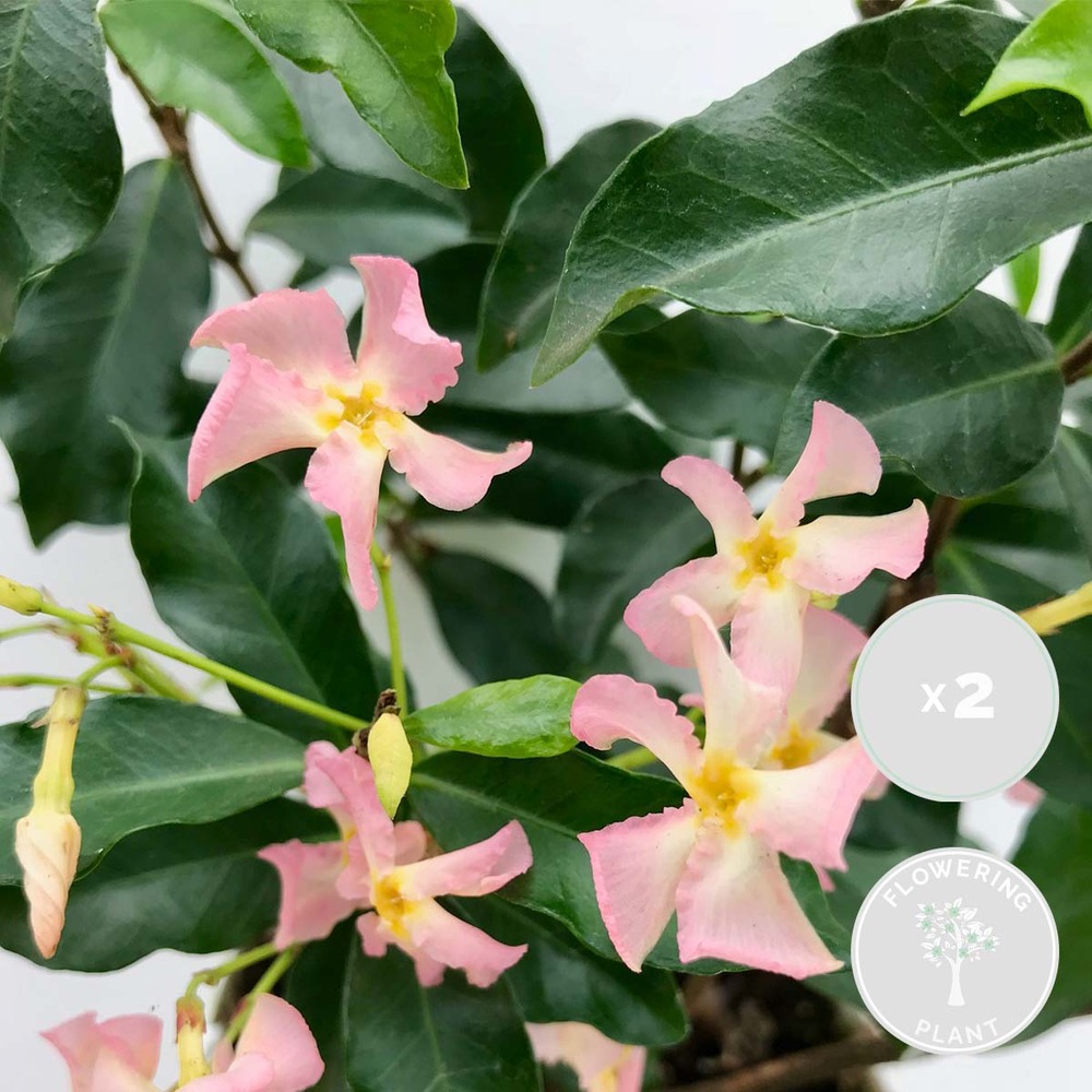 2x trachelospermum star of ibiza – jasmin rose de toscane – plante grimpante – ⌀15 cm - ↕60-70 cm