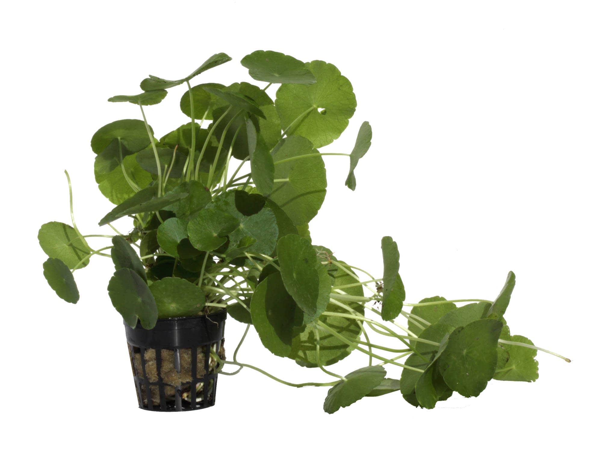 Planta tropical ibérica Hydrocotyle Verticillata