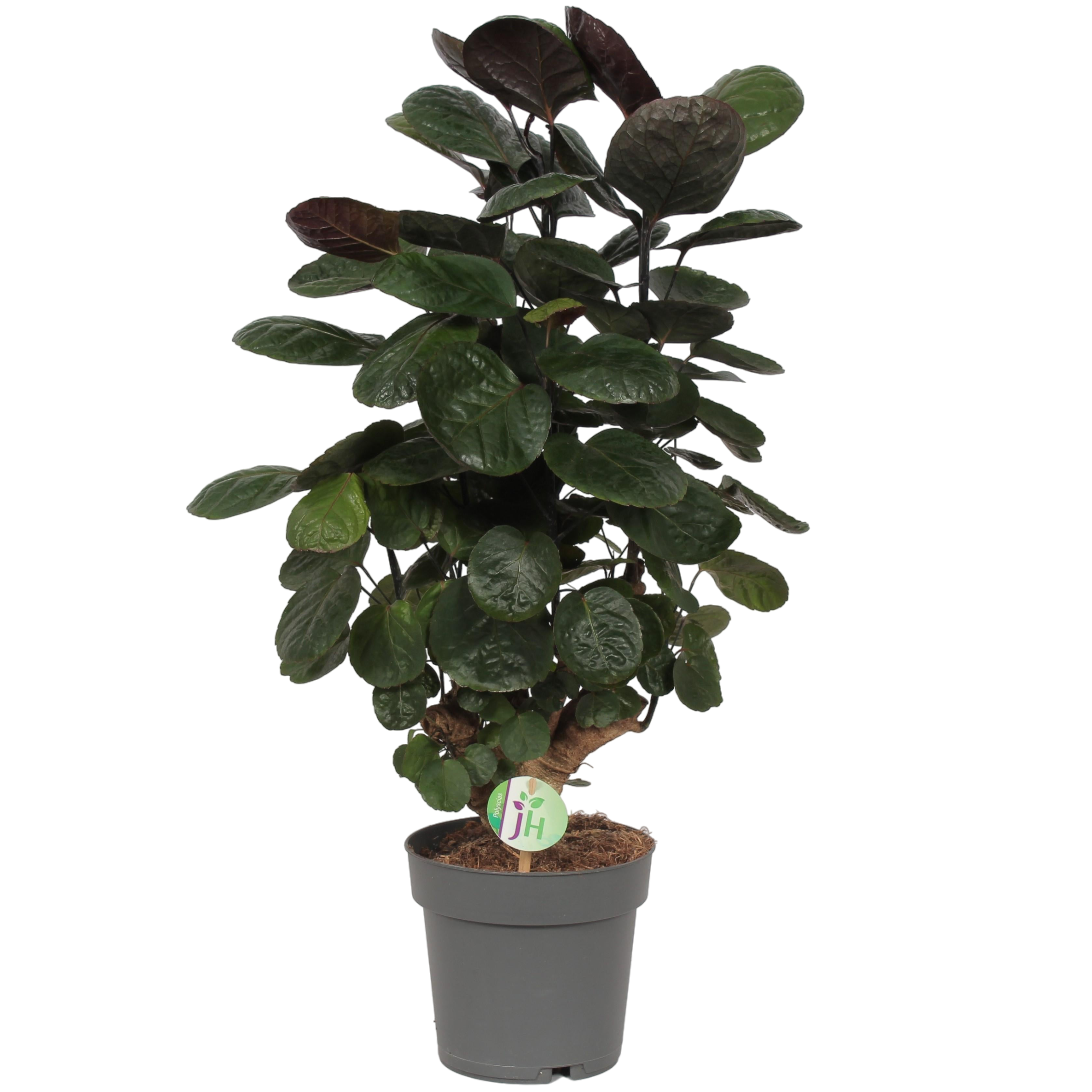 Plante d'intérieur - polyscias 'fabian' 60.0cm