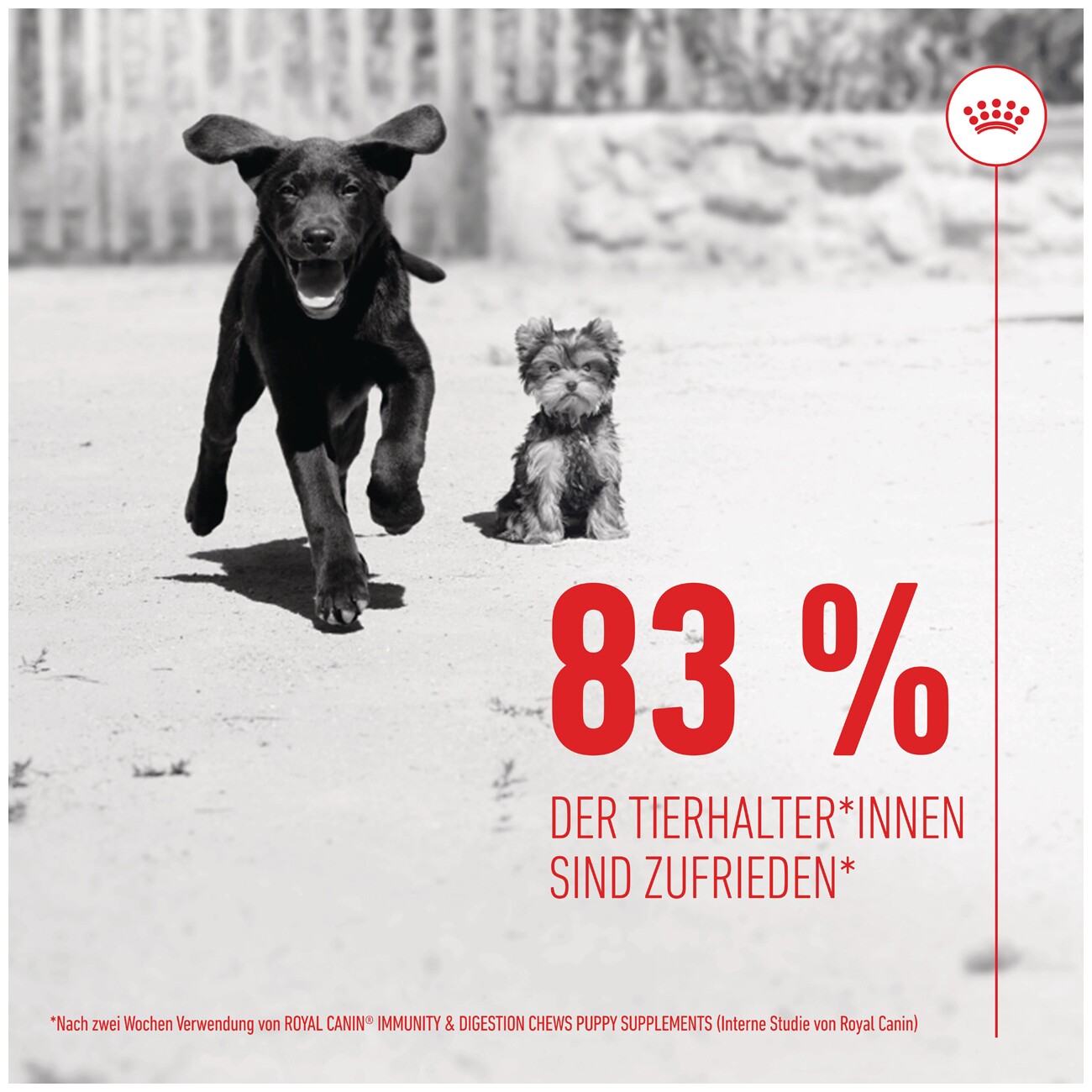 ROYAL CANIN Immunity & Digestion Puppy Supplements Kausnacks 100 g