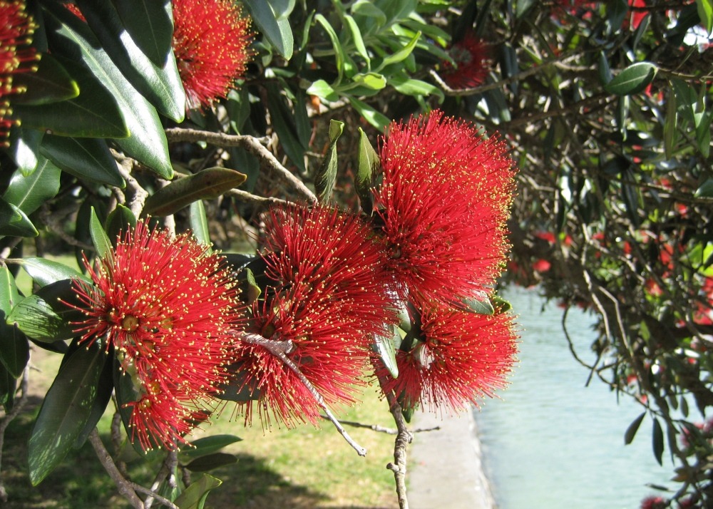 L'arbre de noël de nouvelle-zélande - 300 graines - avec substrat - metrosideros excelsa