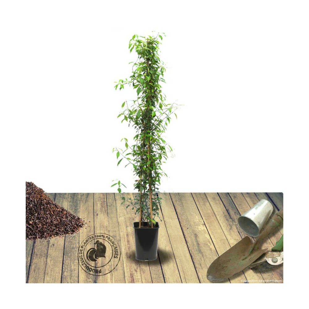Jasmin étoilé jasminoïdes/trachelospermum jasminoïdes[-]pot de 6l - tipi bambou 90/150 cm