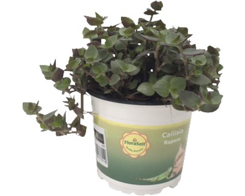 Kruipkussenplant (Callisia repens) PetSnack FloraSelf H 15-17 cm Ø 12 cm pot